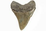 Serrated, 4.22" Fossil Megalodon Tooth - Razor Sharp - #202562-1